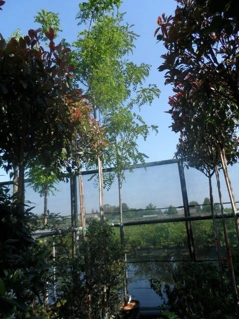 Acacia (Robinia Margaretta 'Casque Rouge') 5 Acacia (Robinia Margaretta 'Casque Rouge') - Afbeelding 5