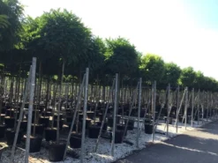 Bolacacia (Robinia Pseudoacacia 'Umbraculifera') -Tuinplantenwinkel robinia p. umbraculifera 14 16 2