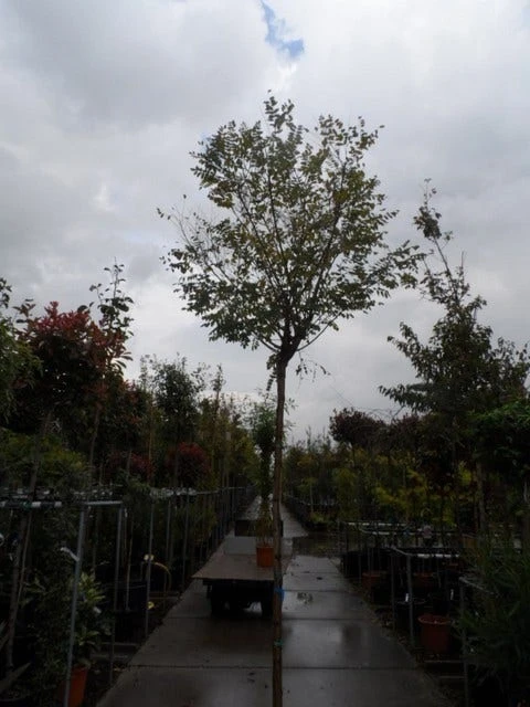 Bolacacia (Robinia Pseudoacacia 'Umbraculifera') 8 Bolacacia (Robinia Pseudoacacia 'Umbraculifera') - Afbeelding 8