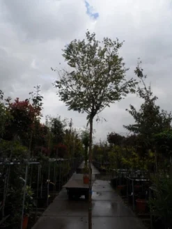 Bolacacia (Robinia Pseudoacacia 'Umbraculifera') -Tuinplantenwinkel robinia ps. umbraculifera 1214 2
