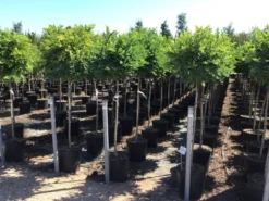 Bolacacia Op Stam (Robinia Pseudoacacia 'Umbraculifera') -Tuinplantenwinkel robinia ps umbraculifera halfstam