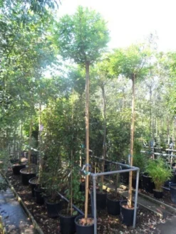 Bolacacia (Robinia Pseudoacacia 'Umbraculifera') -Tuinplantenwinkel robinia pseudoacacia umbraculifera 10 12ho cont 2