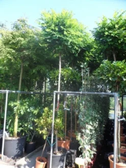 Bolacacia (Robinia Pseudoacacia 'Umbraculifera') 22 Bolacacia (Robinia Pseudoacacia 'Umbraculifera') -Tuinplantenwinkel robinia pseudoacacia umbraculifera 12 14ho cont