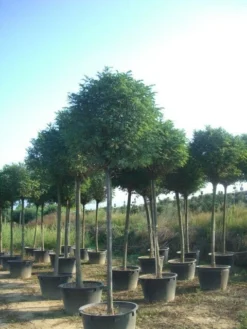 Bolacacia (Robinia Pseudoacacia 'Umbraculifera') -Tuinplantenwinkel robinia pseudoacacia umbraculifera 20 25ho c230 2