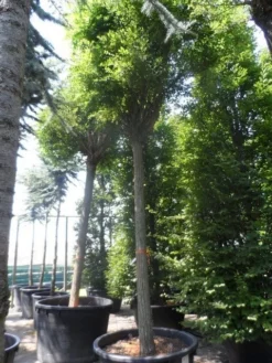 Bolacacia (Robinia Pseudoacacia 'Umbraculifera') 24 Bolacacia (Robinia Pseudoacacia 'Umbraculifera') -Tuinplantenwinkel robinia pseudoacacia umbraculifera 35 40ho c500