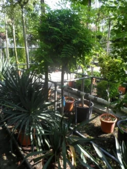 Bolacacia Op Stam (Robinia Pseudoacacia 'Umbraculifera')