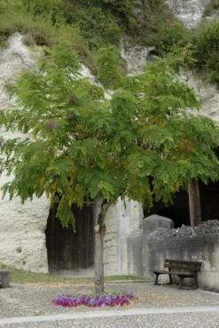 Acacia (Robinia Margaretta 'Casque Rouge')