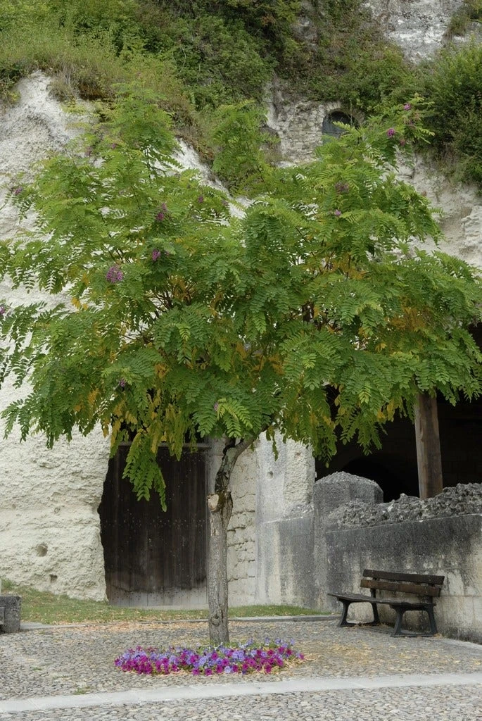Acacia (Robinia Margaretta 'Casque Rouge') 1 Acacia (Robinia Margaretta 'Casque Rouge')