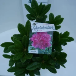 Rhododendron (Rhododendron 'Rocket') -Tuinplantenwinkel rocket c5 boven