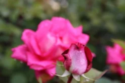 Grootbloemige Roos (Rosa 'Acapella') 5 Grootbloemige Roos (Rosa 'Acapella') -Tuinplantenwinkel rosa acapella 2