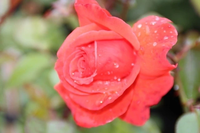 Klimroos (Rosa 'Bionda') 3 Klimroos (Rosa 'Bionda') - Afbeelding 3