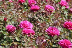 Speciale Roos (Rosa 'Blackberry Nip') -Tuinplantenwinkel rosa blackberry nip 2 1
