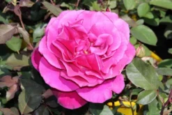 Speciale Roos (Rosa 'Blackberry Nip') -Tuinplantenwinkel rosa blackberry nip 3