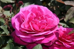 Speciale Roos (Rosa 'Blackberry Nip') -Tuinplantenwinkel rosa blackberry nip 3 1