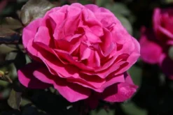 Speciale Roos (Rosa 'Blackberry Nip') -Tuinplantenwinkel rosa blackberry nip 4 1