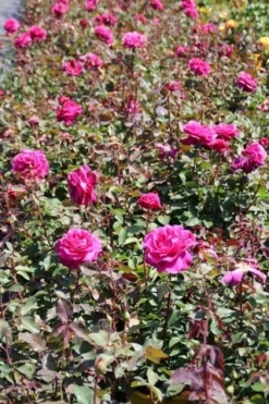 Speciale Roos (Rosa 'Blackberry Nip') -Tuinplantenwinkel rosa blackberry nip 5