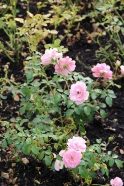Trosroos (Rosa 'Bonica 82') -Tuinplantenwinkel rosa bonica 82 1 1