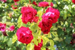Klimroos (Rosa 'Grand Hotel') -Tuinplantenwinkel rosa grand hotel 1