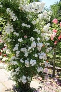 Miniklimroos (Rosa 'Guirlande D'Amour') -Tuinplantenwinkel rosa guirlande d amour