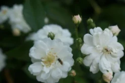 Miniklimroos (Rosa 'Guirlande D'Amour') -Tuinplantenwinkel rosa guirlande d amour 1 3