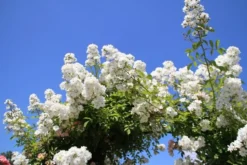 Miniklimroos (Rosa 'Guirlande D'Amour') -Tuinplantenwinkel rosa guirlande d amour 2 2 1