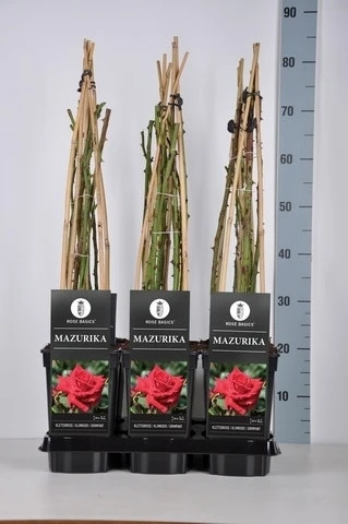 Klimroos (Rosa 'Mazurika') 2 Klimroos (Rosa 'Mazurika') - Afbeelding 2