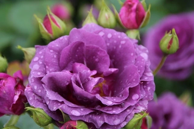 Trosroos (Rosa 'Minerva') 4 Trosroos (Rosa 'Minerva') - Afbeelding 4