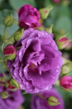 Trosroos (Rosa 'Minerva') 6 Trosroos (Rosa 'Minerva') -Tuinplantenwinkel rosa minerva 1