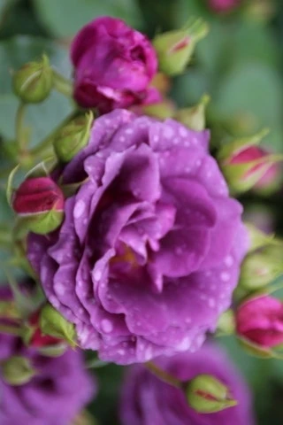 Trosroos (Rosa 'Minerva') 3 Trosroos (Rosa 'Minerva') - Afbeelding 3