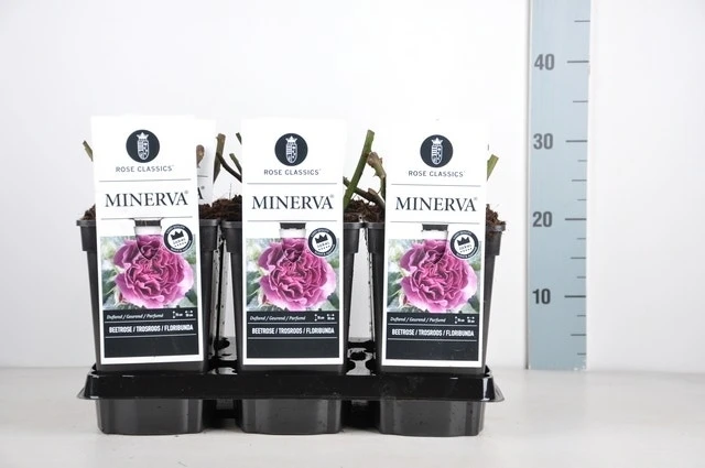 Trosroos (Rosa 'Minerva') 2 Trosroos (Rosa 'Minerva') - Afbeelding 2