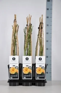 Klimroos (Rosa 'Moonlight')