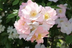 Miniklimroos (Rosa 'Open Arms') -Tuinplantenwinkel rosa open arms 2