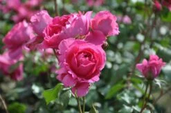 Klimroos (Rosa 'Pink Cloud') -Tuinplantenwinkel rosa pink cloud 1