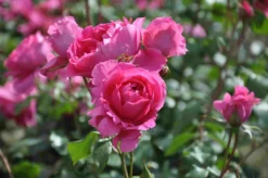 Klimroos (Rosa 'Pink Cloud') -Tuinplantenwinkel rosa pink cloud