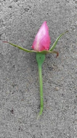 Klimroos (Rosa 'Pink Cloud') -Tuinplantenwinkel rosa pink cloud 2 1