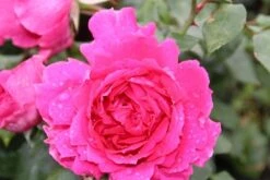 Klimroos (Rosa 'Pink Cloud') -Tuinplantenwinkel rosa pink cloud 2 1 1