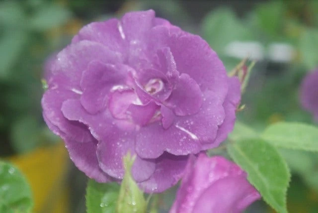 Roos (Rosa 'Rhapsody In Blue') 8 Roos (Rosa 'Rhapsody In Blue') - Afbeelding 8