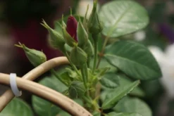 Roos (Rosa 'Rhapsody In Blue') 11 Roos (Rosa 'Rhapsody In Blue') -Tuinplantenwinkel rosa rhapsody in blue 1 3