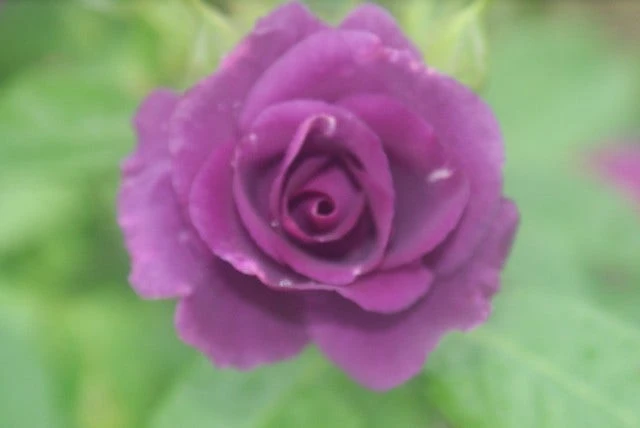 Roos (Rosa 'Rhapsody In Blue') 7 Roos (Rosa 'Rhapsody In Blue') - Afbeelding 7