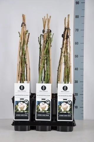 Klimroos (Rosa 'Schneewalzer') 1 Klimroos (Rosa 'Schneewalzer')