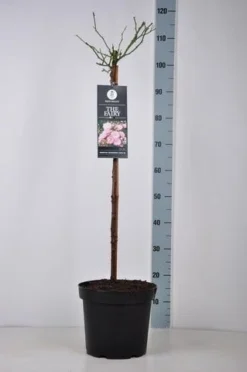 Stamroos (Rosa 'The Fairy') -Tuinplantenwinkel rosa thefairy stam70 kaal