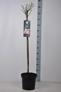 Stamroos (Rosa 'The Fairy') -Tuinplantenwinkel rosa thefairy stam90 kaal