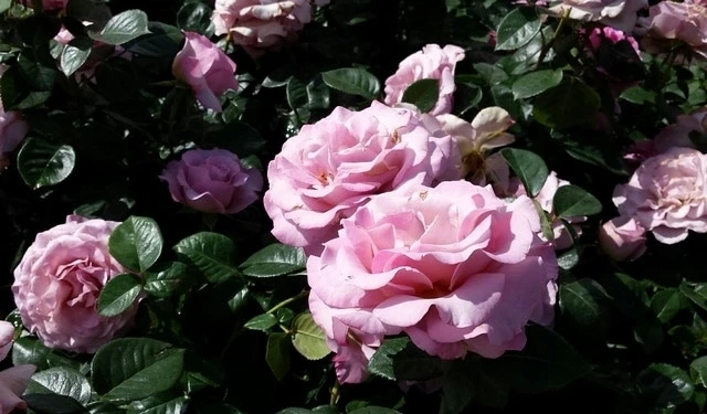 Grootbloemige Roos (Rosa 'Blue Girl') 2 Grootbloemige Roos (Rosa 'Blue Girl') - Afbeelding 2