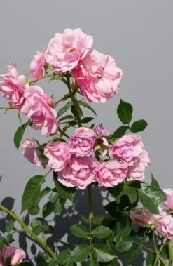 Trosroos (Rosa 'Bonica 82') -Tuinplantenwinkel rosabonica01 1