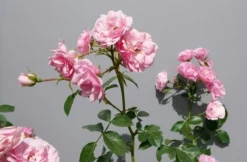 Trosroos (Rosa 'Bonica 82') -Tuinplantenwinkel rosabonica02