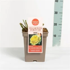 Grootbloemige Roos (Rosa 'Diamonds Forever') -Tuinplantenwinkel rosadiamondsforever03 1