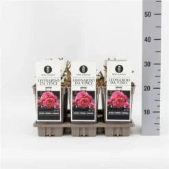 Trosroos (Rosa 'Leonardo Da Vinci') -Tuinplantenwinkel rosaleonardodavinci03