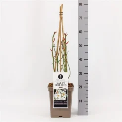 Roos (Rosa 'Sally Holmes') -Tuinplantenwinkel rosasallyholmes01