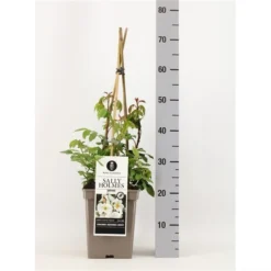 Roos (Rosa 'Sally Holmes') -Tuinplantenwinkel rosasallyholmes02 2