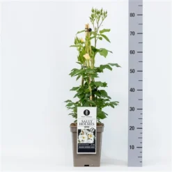 Roos (Rosa 'Sally Holmes') -Tuinplantenwinkel rosasallyholmes04